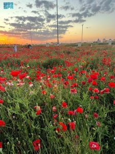 Spring flowers at Rabee Al-Sadawi Park in Hafr Al-Batin