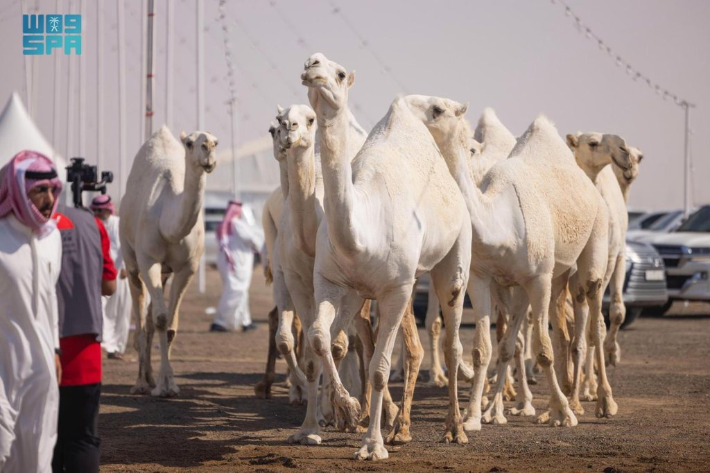 Camels at Al-Saeerah Camel Auction in Hafr Al-Batin