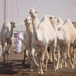 Camels at Al-Saeerah Camel Auction in Hafr Al-Batin