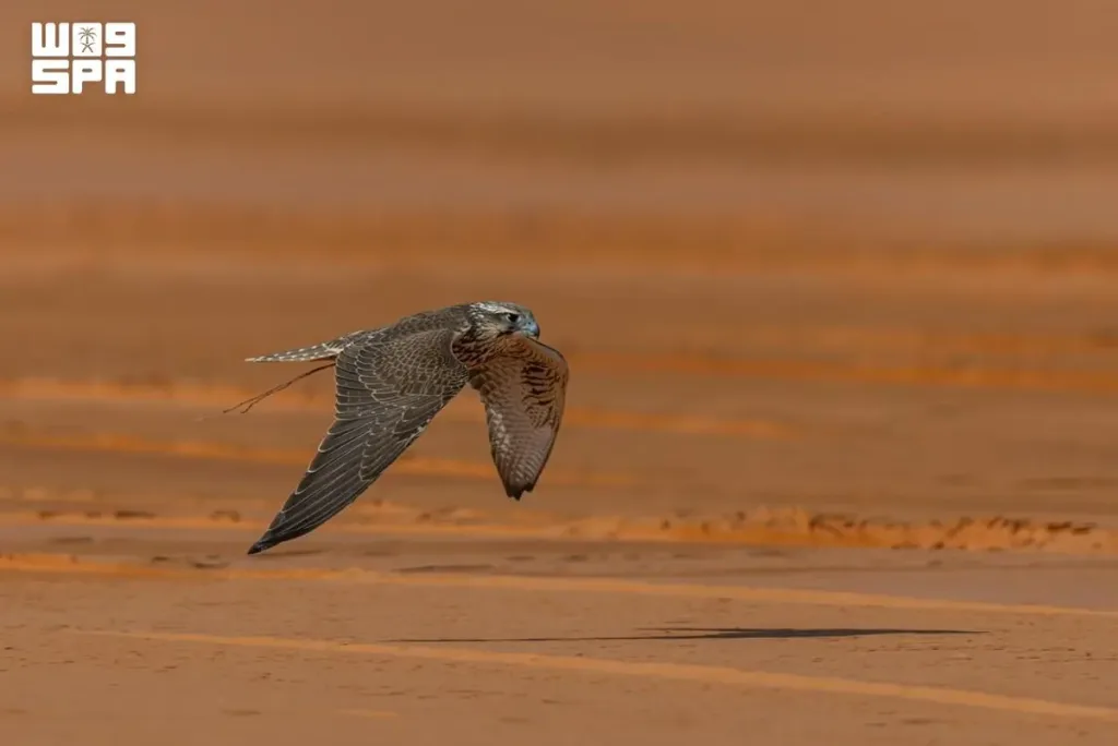 A falcon flying low above sandy ground in SPA’s Al-Melwah race report